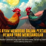 Mengenal Ayam Bangkok : Raja Sabung Ayam dengan Odds Tinggi