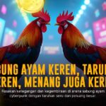 Mengenal Jenis Ayam Bangkok dalam Sabung Ayam SV388