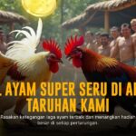 Membedah Keunikan Ayam Bangkok Dalam Sabung Ayam SV388