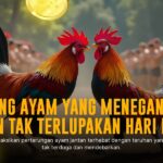 Mengenal Ayam Bangkok, Raja Sabung Ayam dengan Odds Tinggi