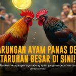 Mengenal Jenis Ayam Bangkok dalam Sabung Ayam Online SV388
