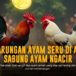 Rahasia Odds dan Provider Terbaik di Sabung Ayam SV388