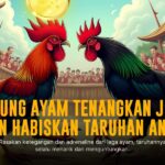 Mengenal Ayam Bangkok: Raja Sabung Ayam dengan Odds Terbaik di SV388