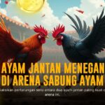 Mengenal Ayam Bangkok: Raja Sabung Ayam dengan Peluang Menang Tinggi
